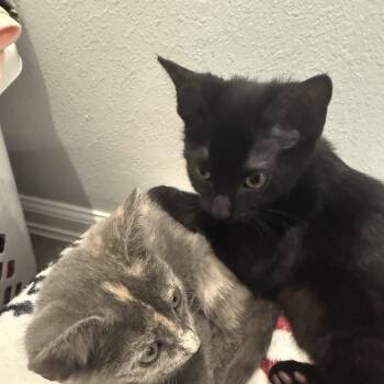 Stormy & Olive -  Domestic Short Hair Cat for Adoption in Liverpool, Texas - Stormy & Olive | PetCurious