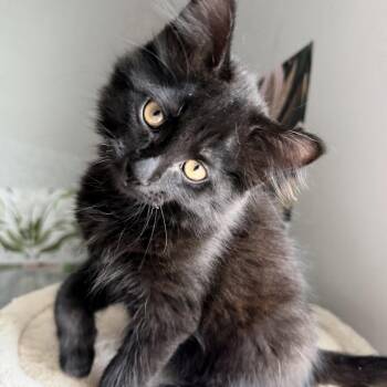Bruce Wayne -  Domestic Long Hair Cat for Adoption in Seymour, Tennessee - Bruce Wayne | PetCurious