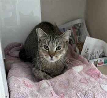 A&W -  Domestic Short Hair Cat for Adoption in Loveland, Colorado - A&W | PetCurious