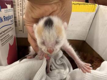 A1264449 -  Domestic Short Hair Cat for Adoption in Charlotte, North Carolina - A1264449 | PetCurious