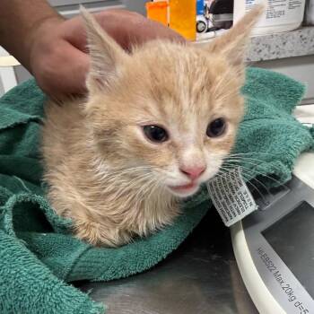 Gatekeeper -  Domestic Long Hair Cat Available for Adoption in Normal, Illinois - Gatekeeper | PetCurious