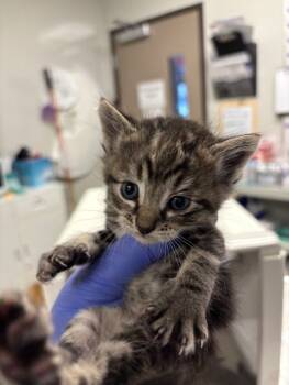 Rescue Domestic Short Hair Cats for Adoption in Ontario, California - NEEDS A FOSTER | PetCurious