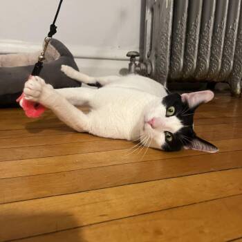 Hollander -  Domestic Short Hair Cat for Adoption in La Grange, Kentucky - Hollander | PetCurious
