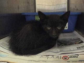 A1049009 -  Domestic Short Hair Cat for Adoption in Martinez, California - A1049009 | PetCurious
