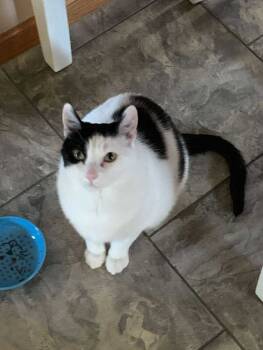 Rescue Calico Cats for Adoption in Alexandria, Minnesota - Pickles | PetCurious