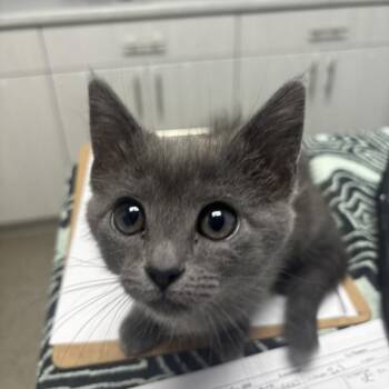 Loaf -  Domestic Short Hair Cat for Adoption in Riverside, California - Loaf | PetCurious