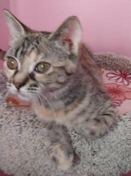Domestic Medium Hair Cats Available for Adoption - Crimson Blaze *IN FOSTER* | PetCurious