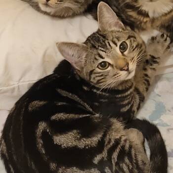 Rescue Domestic Short Hair Cats for Adoption in Abbotsford, British Columbia - Remiel | PetCurious