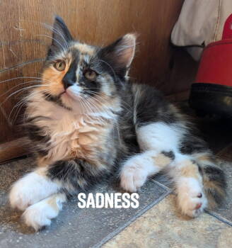 Rescue Calico and Domestic Medium Hair Cats for Adoption - Sadness | PetCurious