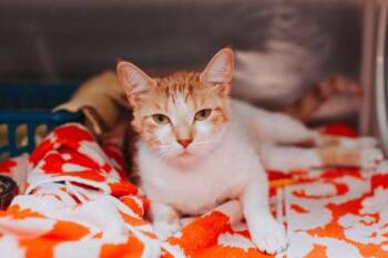 93382a Carla -  Domestic Short Hair Cat for Adoption in North Charleston, South Carolina - 93382a Carla | PetCurious