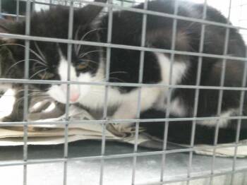 Rescue Domestic Short Hair Cats for Adoption in Houston, Texas - SABRINA | PetCurious