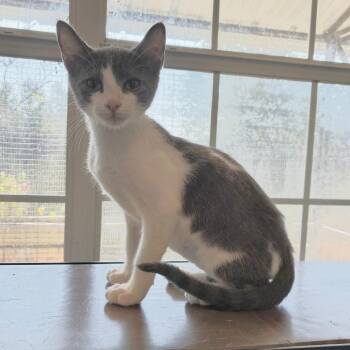 Mclaren -  Domestic Short Hair Cat for Adoption in Carencro, Louisiana - Mclaren | PetCurious