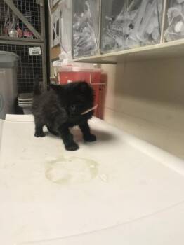 Domestic Short Hair Cats Available for Adoption in Conroe, Texas - A426968 | PetCurious