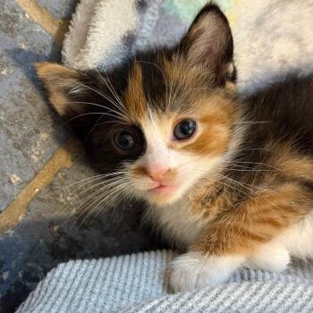 Greta -  Domestic Short Hair Cat for Adoption in Chicago, Illinois - Greta | PetCurious