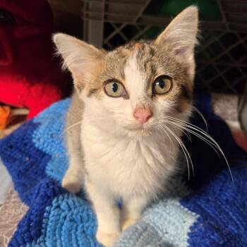 Yolanda -  Domestic Short Hair Cat for Adoption in West Olive, Michigan - Yolanda | PetCurious