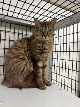 Theo -  Domestic Long Hair Cat Available for Adoption in Port Lavaca, Texas - Theo | PetCurious
