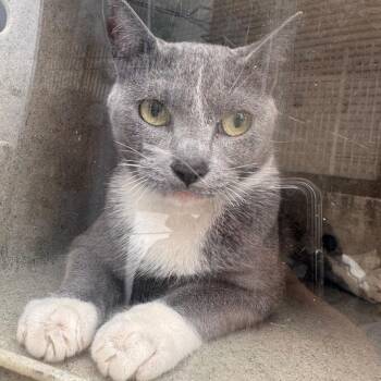 Domestic Short Hair Cats Available for Adoption in Philadelphia, Pennsylvania - Mila | PetCurious