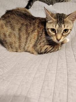 Rescue Domestic Short Hair Cats for Adoption in Brandon, Florida - Amelia (Bonded With Peyton) | PetCurious