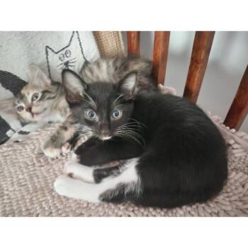 Rescue Tuxedo and Domestic Short Hair Cats for Adoption in Morgan Hill, California - Alberto | PetCurious