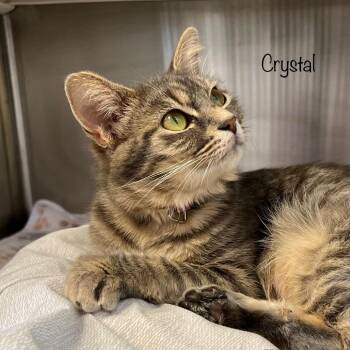 Crystal -  Domestic Short Hair Cat for Adoption in Madisonville, Tennessee - Crystal | PetCurious