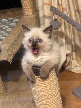 Crystal -  Domestic Short Hair Cat for Adoption in West Palm Beach, Florida - Crystal | PetCurious
