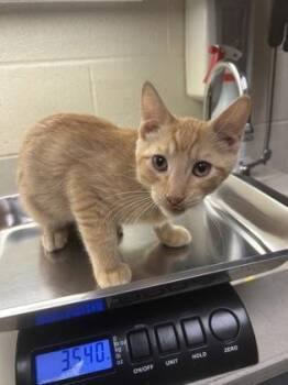 Cauliflower -  Domestic Short Hair Cat for Adoption in Wichita, Kansas - Cauliflower | PetCurious