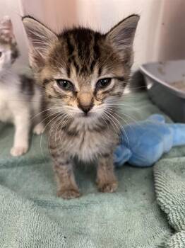 Domestic Short Hair Cats Available for Adoption in Corpus Christi, Texas - PAMALA ISLEY | PetCurious