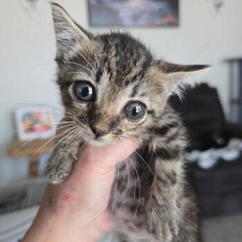 Taylor -  Domestic Short Hair Cat for Adoption in Midland, Texas - Taylor | PetCurious