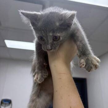 Lola Bunny -  Domestic Short Hair Cat for Adoption in Beaumont, Texas - Lola Bunny | PetCurious