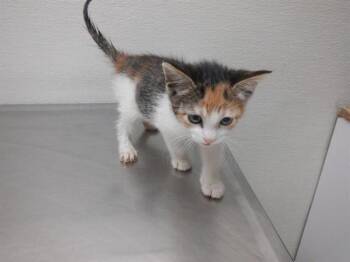 Domestic Short Hair Cats Available for Adoption in Oroville, California - QUINNIE | PetCurious