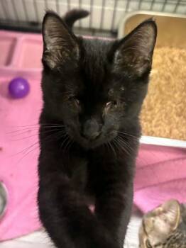 Gordon -  Domestic Short Hair Cat for Adoption in Covington, Virginia - Gordon | PetCurious