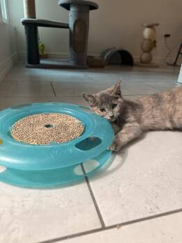 Domestic Short Hair Cats Available for Adoption - Sandy | PetCurious