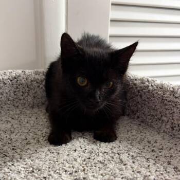 Hocus Pocus -  Domestic Medium Hair Cat for Adoption in Granville, Ohio - Hocus Pocus | PetCurious
