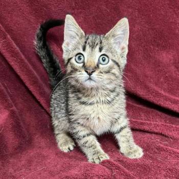Rescue Domestic Short Hair Cats for Adoption in Waterloo, Iowa - Butternut | PetCurious
