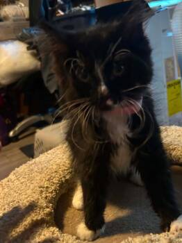 Snow White -  Domestic Short Hair Cat for Adoption in Hinckley, Illinois - Snow White | PetCurious