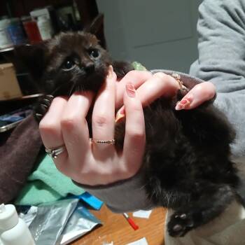 Havarti -  Domestic Short Hair Cat for Adoption - Havarti | PetCurious