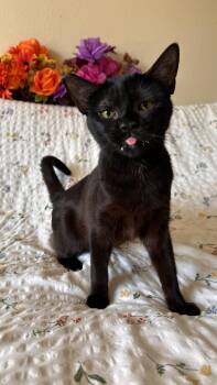 Willamette -  Domestic Short Hair Cat for Adoption in Portland, Oregon - Willamette | PetCurious