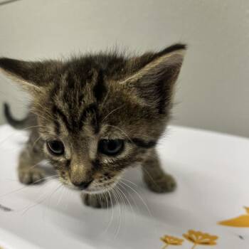 Destini -  Domestic Short Hair Cat for Adoption in Tampa, Florida - Destini | PetCurious