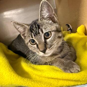 Dewey -  Domestic Short Hair Cat for Adoption in Brentwood, Missouri - Dewey | PetCurious