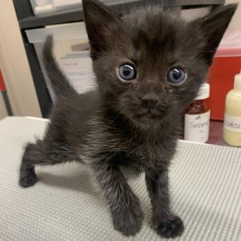Domestic Short Hair Cats Available for Adoption in Morganton, North Carolina - Hollis | PetCurious