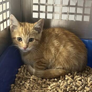 Exhaust -  Domestic Short Hair Cat for Adoption in Mount Vernon, Indiana - Exhaust | PetCurious