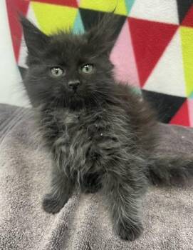 Domestic Long Hair Cats Available for Adoption in Sullivan, Indiana - Izzy 1 | PetCurious