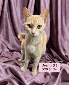 Rescue Tabby and Domestic Short Hair Cats for Adoption in Vacaville, California - Beatrix | PetCurious