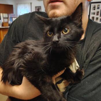 Phantom -  Domestic Medium Hair Cat for Adoption in Indiana, Pennsylvania - Phantom | PetCurious
