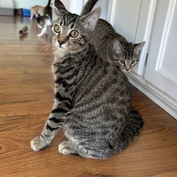 Rescue Domestic Short Hair Cats for Adoption in Springdale, Arkansas - Gouda | PetCurious