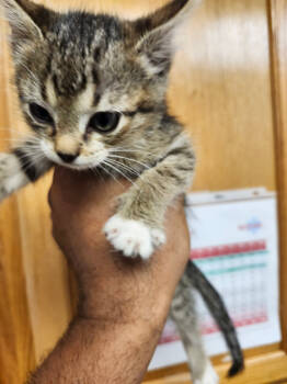 Rescue Domestic Short Hair Cats for Adoption in Lockhart, Texas - Nike | PetCurious