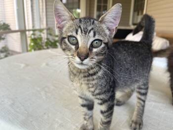 Milo -  Domestic Short Hair Cat for Adoption in Hickory, North Carolina - Milo | PetCurious