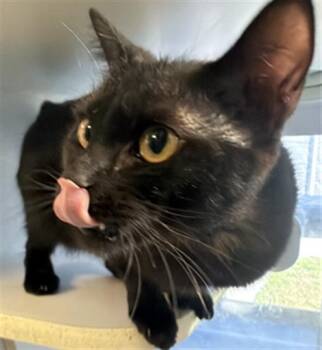 SCRUNCHY -  Domestic Short Hair Cat for Adoption in Long Beach, California - SCRUNCHY | PetCurious