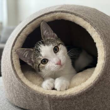 Anjinho -  Domestic Short Hair Cat for Adoption in Fort Lauderdale, Florida - Anjinho | PetCurious