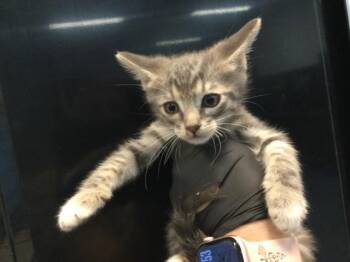 BILLY -  Domestic Short Hair Cat for Adoption in Thousand Palms, California - BILLY | PetCurious